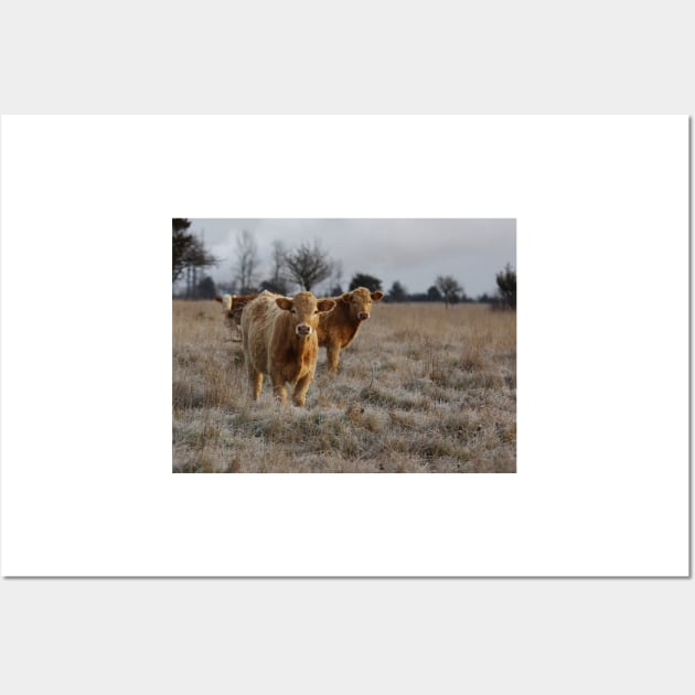 Cows in a farm field Wall Art by Jim Cumming